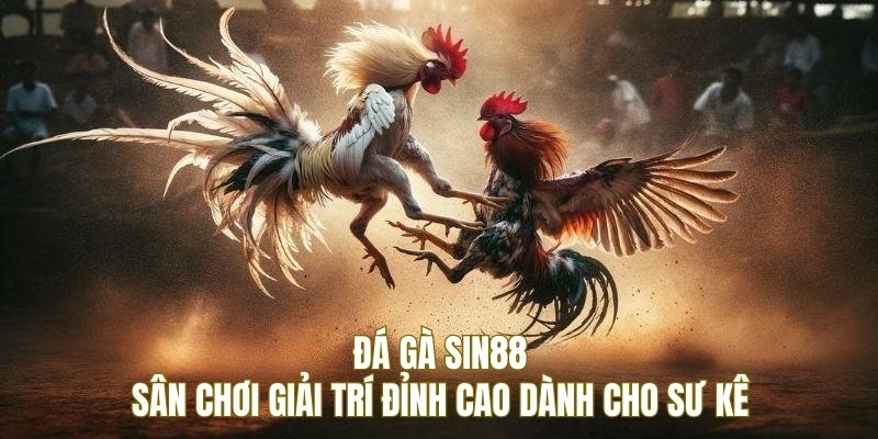 Tìm hiểu sân chơi chọi kê tại nhà cái SIN88