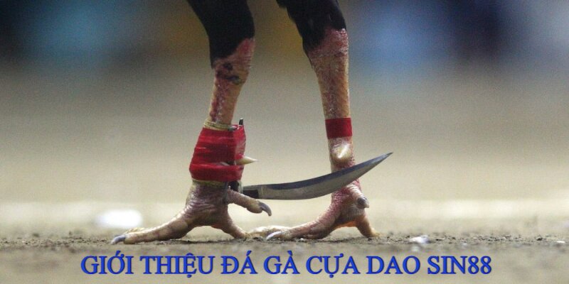 Đá gà cựa dao là loại hình thi đấu kịch tính tại Sin88